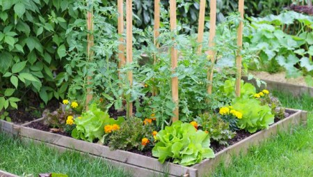 petit potager jardin